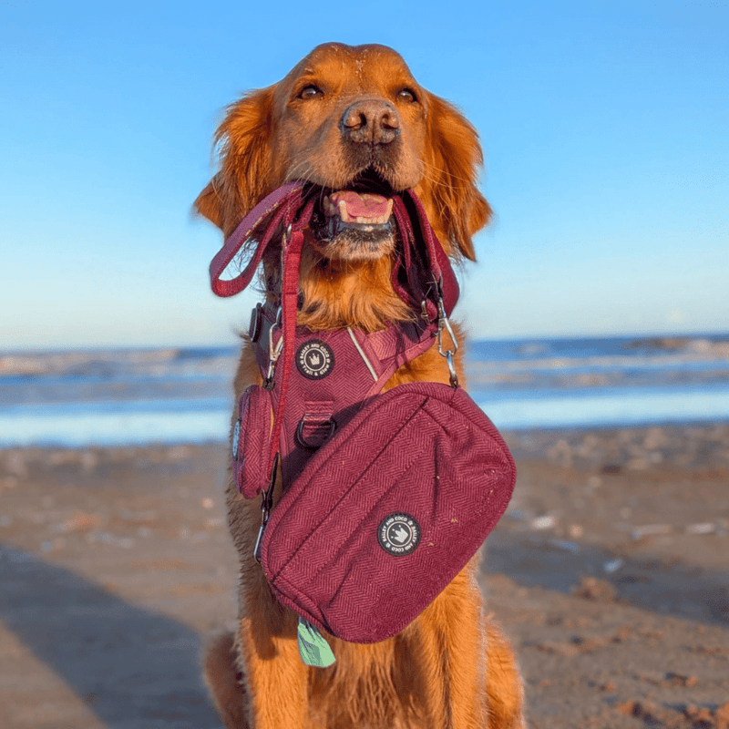 Mulberry Tweed Adjustable Dog Harness, Lead, Collar & Tweed Dog Walking Bag Bundle - Bailey and Coco (UK)