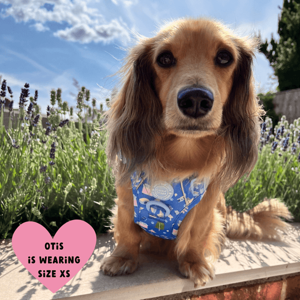 Pitch, Please Adjustable Dog Harness, Lead, Collar & Dog Walking Bag Bundle - Bailey and Coco (UK)