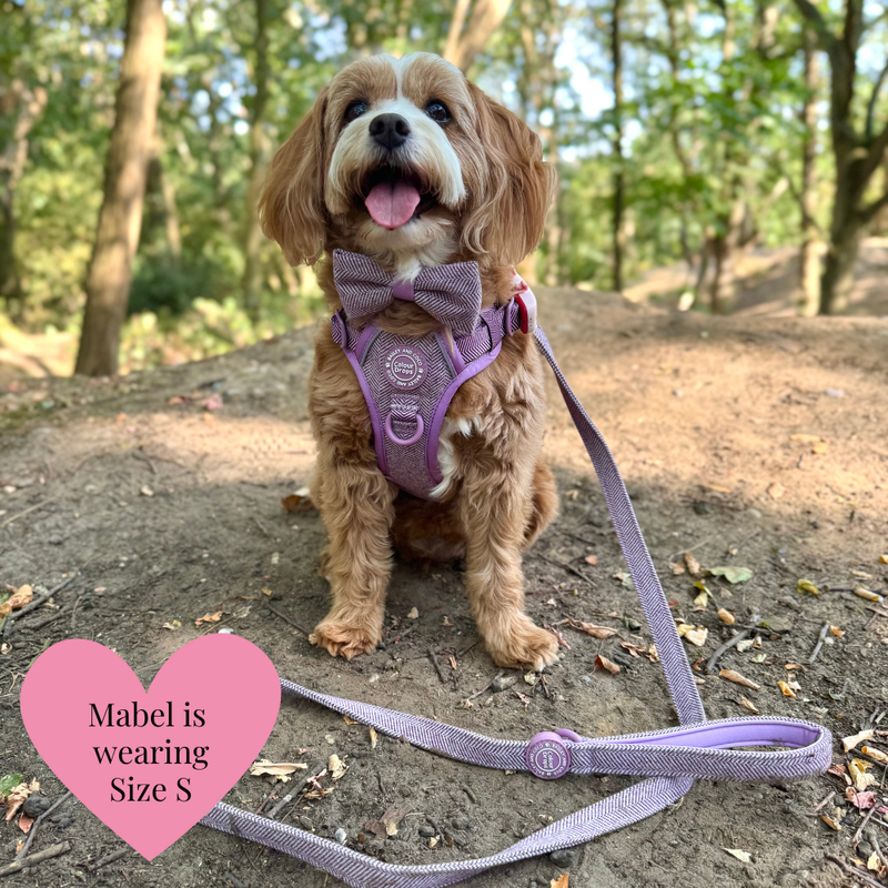 Plum Tweed Adjustable Dog Harness, Lead, Collar & Dog Walking Bag Bundle - Bailey and Coco (UK)