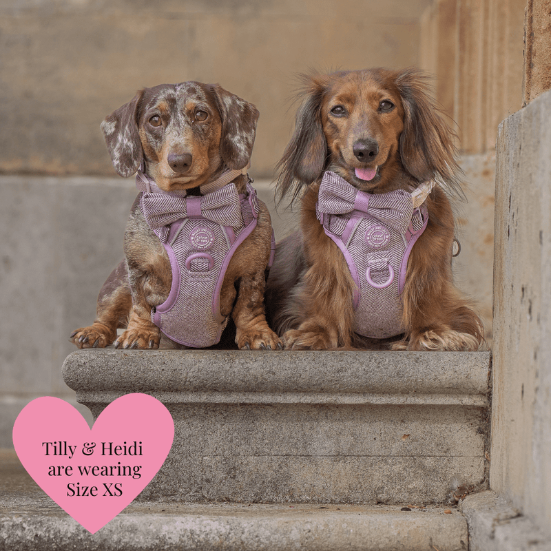 Plum Tweed Adjustable Dog Harness, Lead, Collar & Dog Walking Bag Bundle - Bailey and Coco (UK)