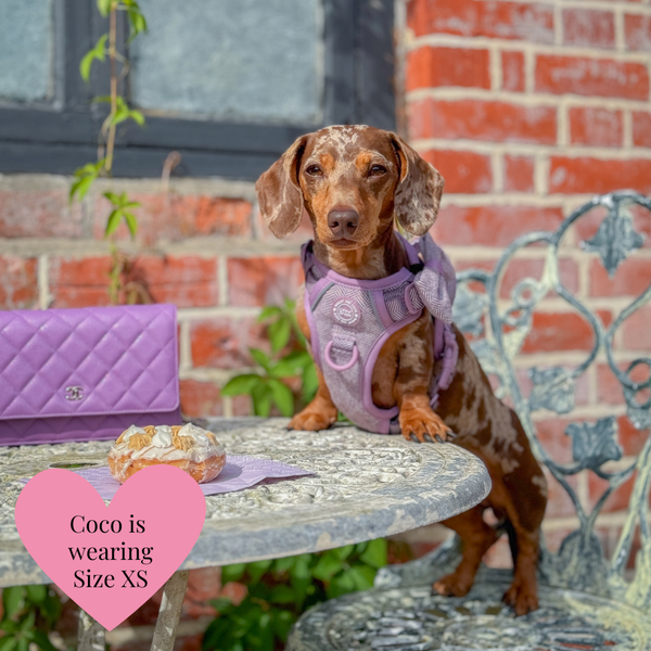 Trail & Glow Tweed Dog Harness - Colour Drops - Plum Tweed - alternate view