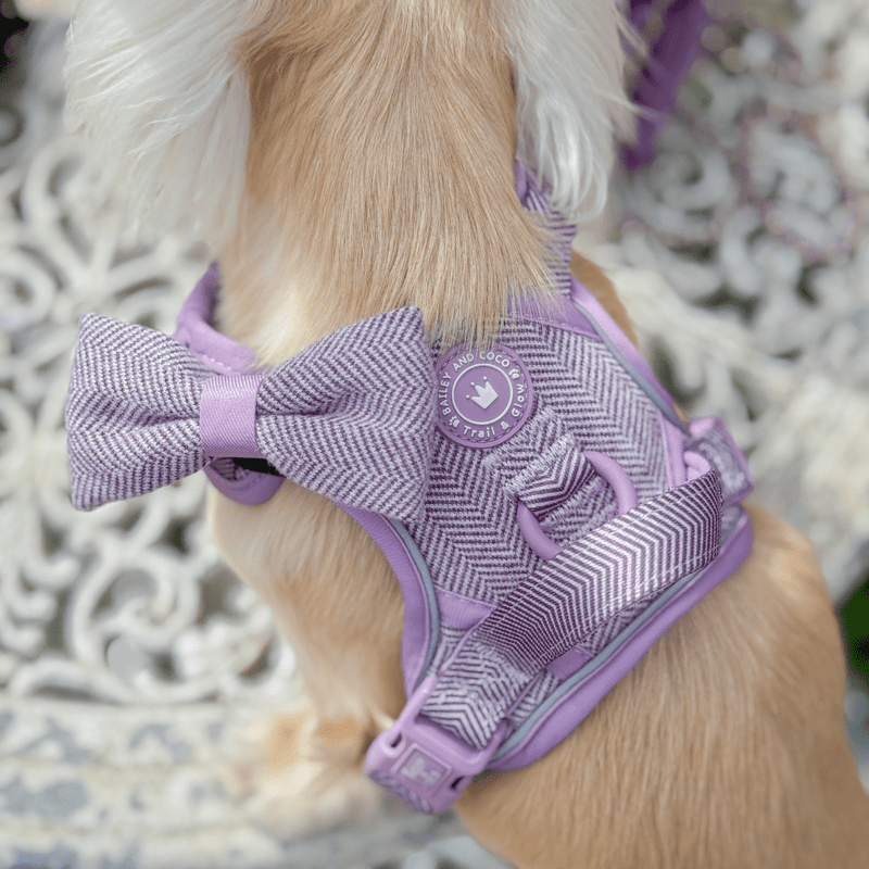 Plum Tweed Adjustable Dog Harness, Lead, Collar & Dog Walking Bag Bundle - Bailey and Coco (UK)