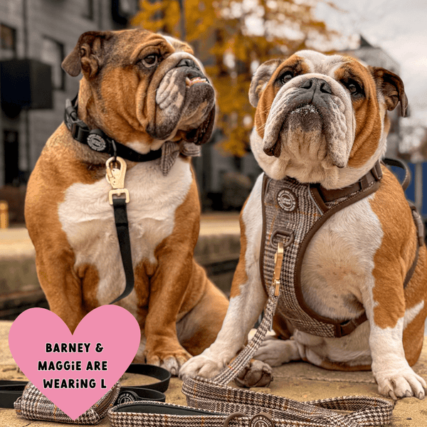 Waterproof Dog Lead & Collar Set - Colour Drops - Jet Black - alternate view