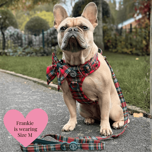 Red Highland Tartan Trail & Glow Dog Harness, Lead & Collar Bundle - alternate view