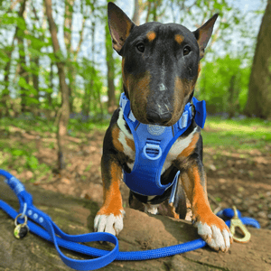 Rope Dog Lead COLOUR DROPS® - Head in the Clouds - Bailey and Coco (UK)
