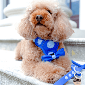 Rope Dog Lead COLOUR DROPS® - Head in the Clouds - Bailey and Coco (UK)