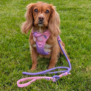 Rope Dog Lead COLOUR DROPS® - Love that for you - Bailey and Coco (UK)