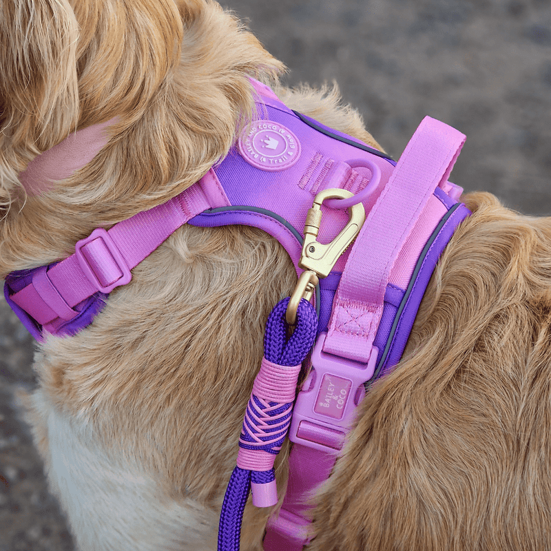 Rope Dog Lead COLOUR DROPS® - Love that for you - Bailey and Coco (UK)