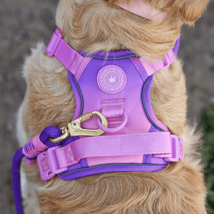 Rope Dog Lead COLOUR DROPS® - Love that for you - Bailey and Coco (UK)