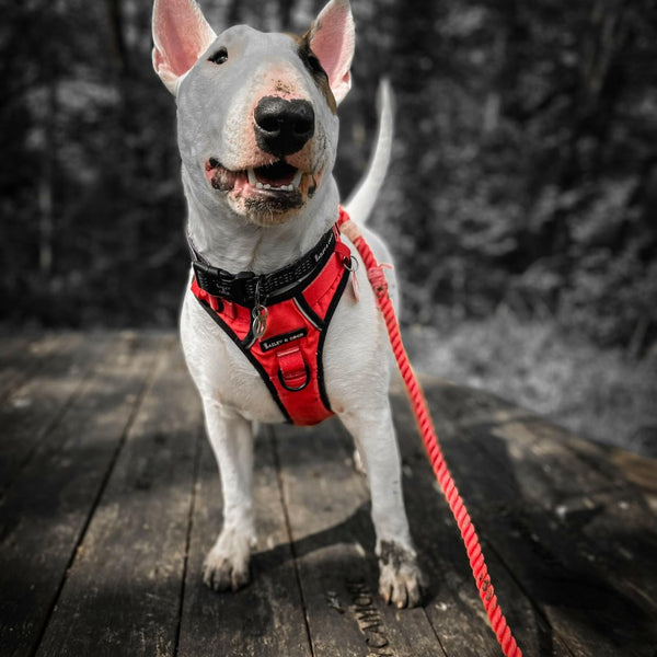 Rope Dog Lead - Poppy Red - alternate view