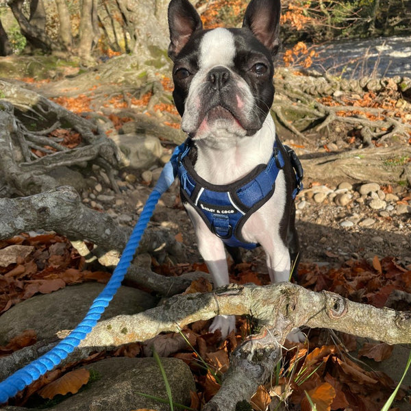 Rope Dog Lead - Royal Blue - alternate view