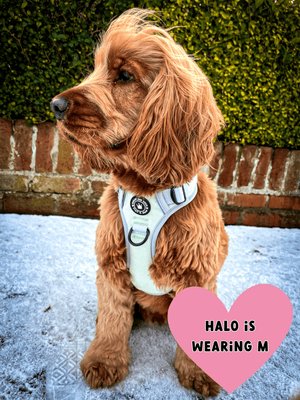 harness for a cocker spaniel