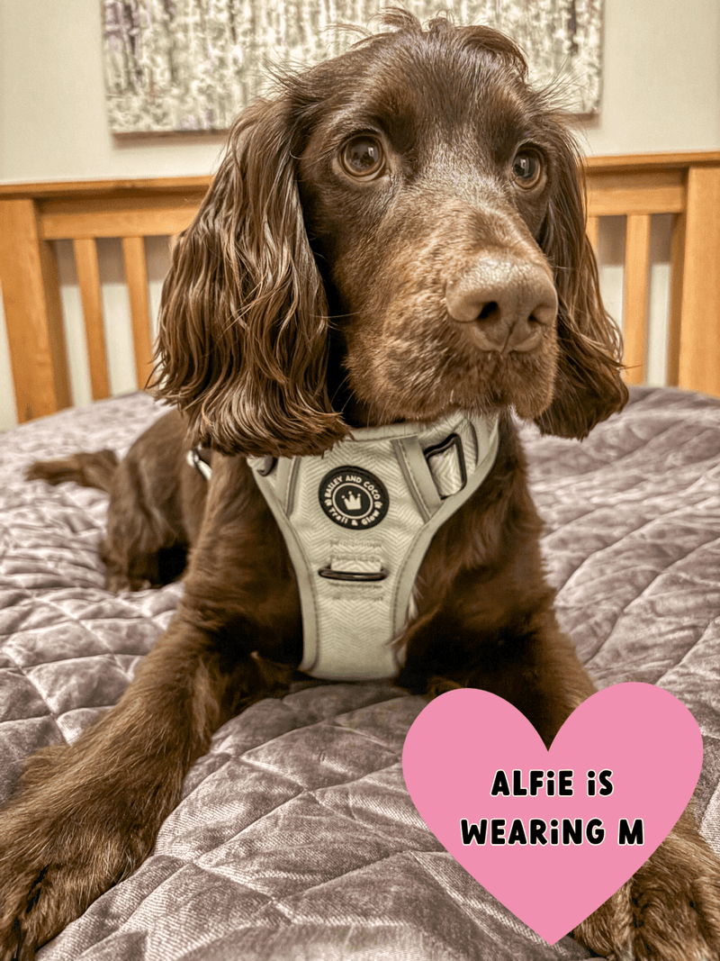 best no pull harness for cocker spaniel uk
