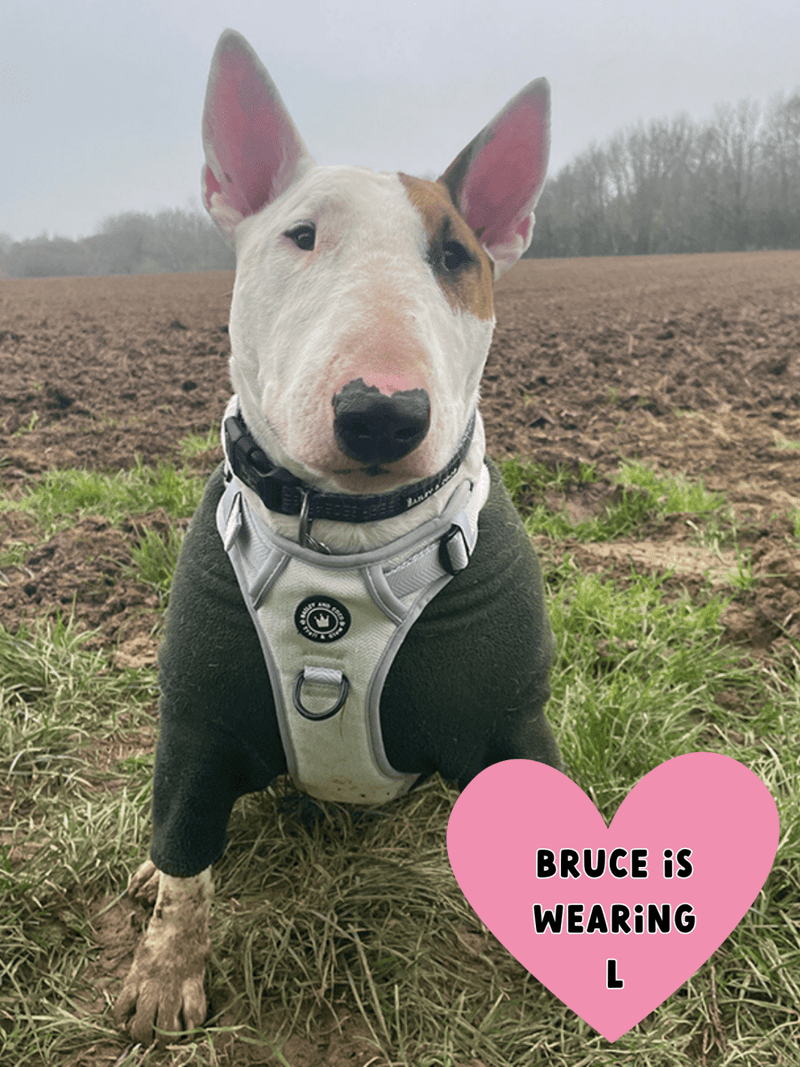 bulldog harness