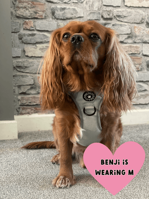 small dog wearing harness