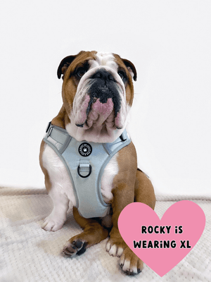 english bull terrier harness