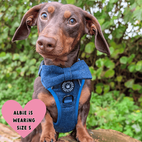Sapphire Tweed Adjustable Dog Harness, Lead, Collar & Dog Walking Bag Bundle - alternate view
