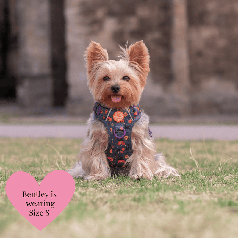 Spellbound Autumn Adjustable Dog Harness, Lead, Collar & Dog Walking Bag Bundle - Bailey and Coco (UK)