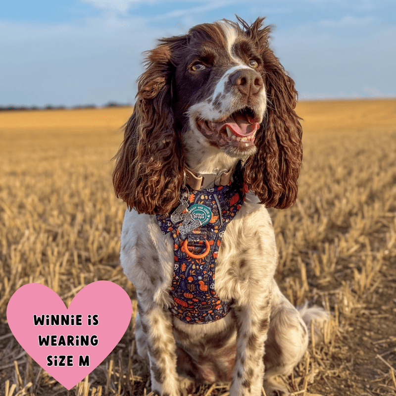 Springer spaniel wearing Trail & Glow Dog Harness - COLOUR DROPS® - Bewitched - Bailey and Coco