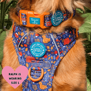 Trail & Glow® Adjustable Collar - COLOUR DROPS® - Bewitched - Bailey and Coco (UK)