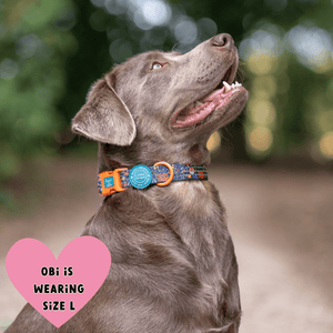 Trail & Glow® Adjustable Collar - COLOUR DROPS® - Bewitched - Bailey and Coco (UK)