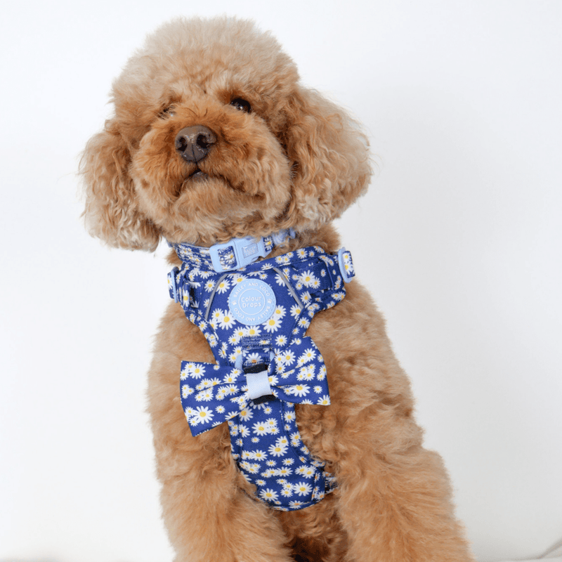 Trail & Glow Adjustable Collar - Colour Drops - Loves me, Loves me not - Bailey and Coco (UK)