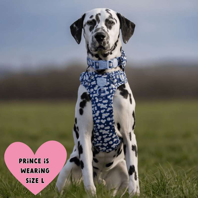 Trail & Glow Adjustable Collar - Colour Drops - Loves me, Loves me not - Bailey and Coco (UK)