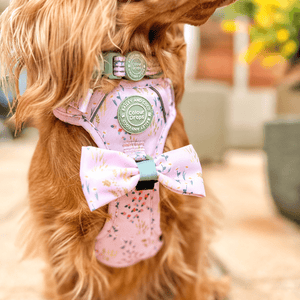 Trail & Glow® Adjustable Collar - COLOUR DROPS® - Pick Me - Bailey and Coco (UK)