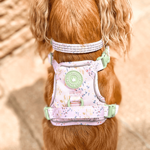 Trail & Glow® Adjustable Collar - COLOUR DROPS® - Pick Me - Bailey and Coco (UK)