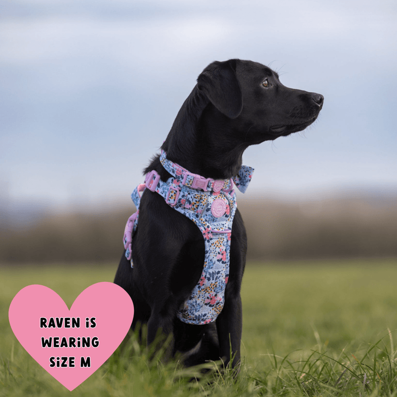 Trail & Glow Adjustable Collar - Colour Drops - Spring Dreams - Bailey and Coco (UK)