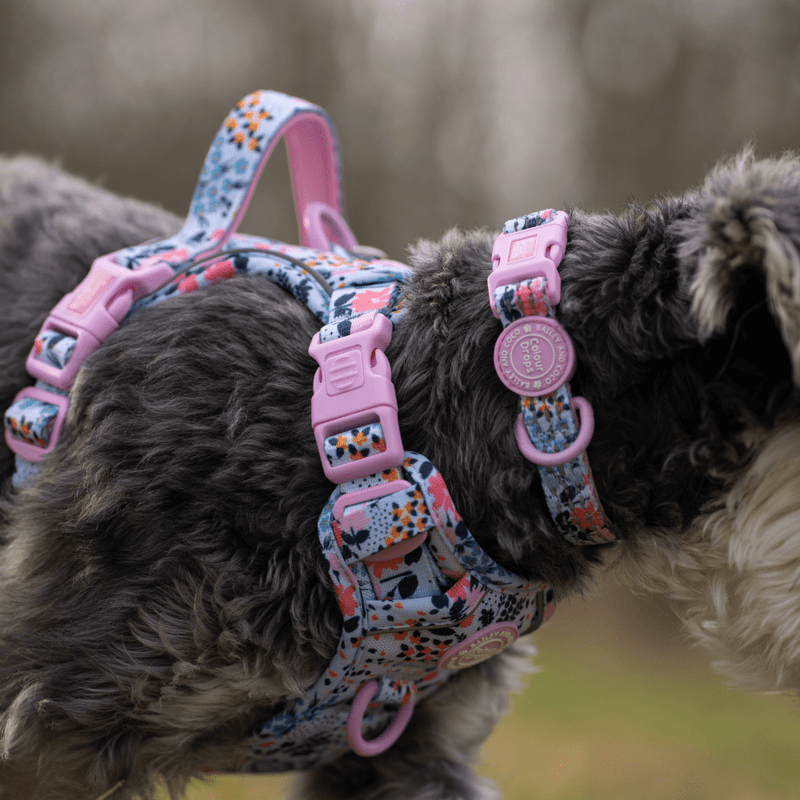 Trail & Glow Adjustable Collar - Colour Drops - Spring Dreams - Bailey and Coco (UK)