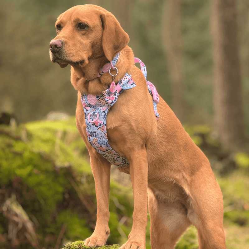 Trail & Glow Adjustable Collar - Colour Drops - Spring Dreams - Bailey and Coco (UK)