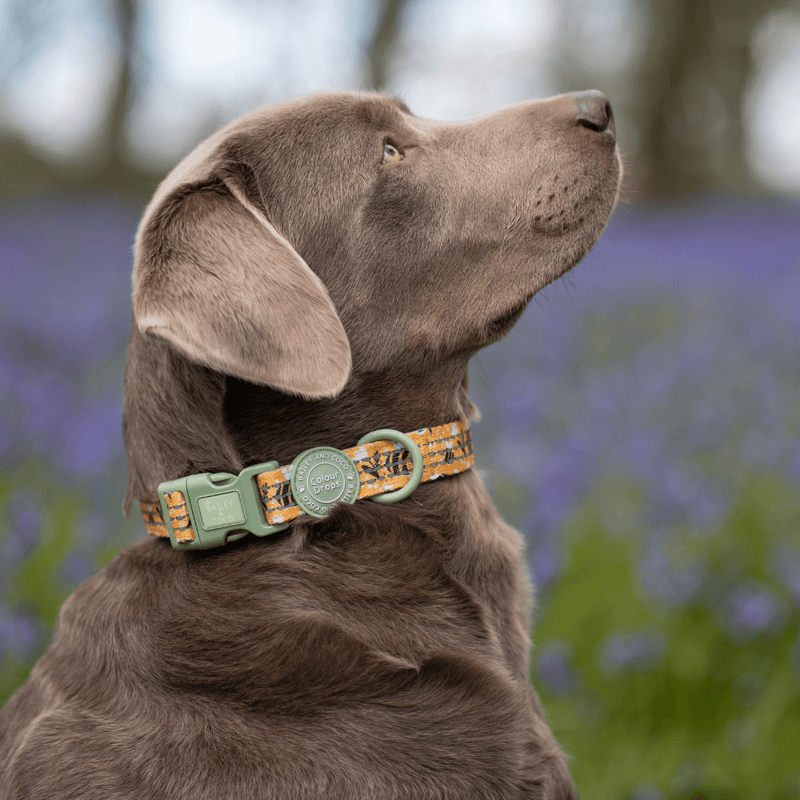 Trail & Glow Adjustable Collar - Colour Drops - Wanna - Bee - Bailey and Coco (UK)