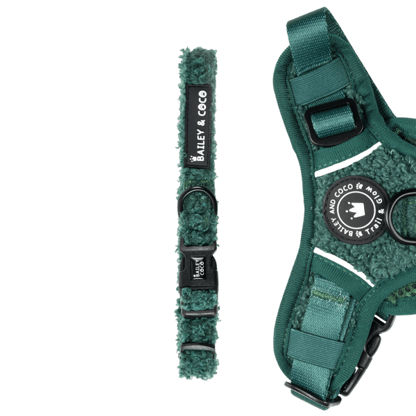 Trail & Glow® Collar - Emerald Teddy - Bailey and Coco (UK)