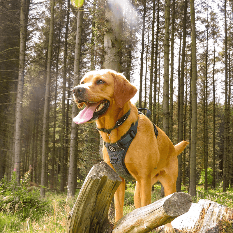 Trail & Glow® Collar - Emerald Teddy - Bailey and Coco (UK)