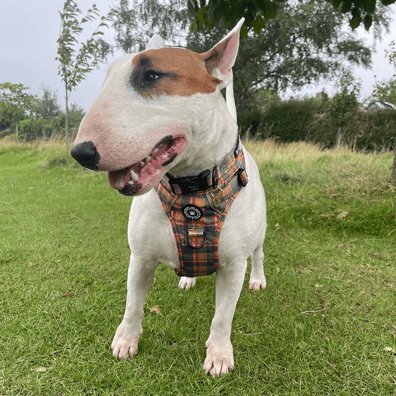 Trail & Glow® Collar - Rustic Tartan - Bailey and Coco (UK)