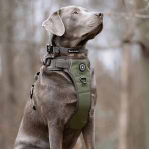 Trail & Glow® Collar - The Khaki One - Bailey and Coco (UK)