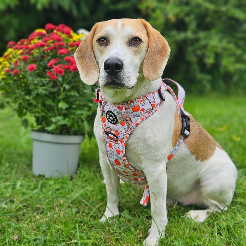 Trail & Glow® Dog Harness - Autumn Magic - Bailey and Coco (UK)