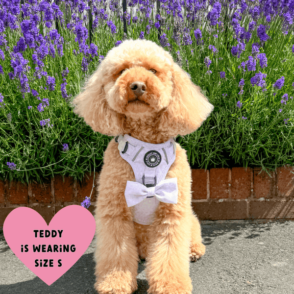 Trail & Glow® Dog Harness - Blush Leopard - alternate view