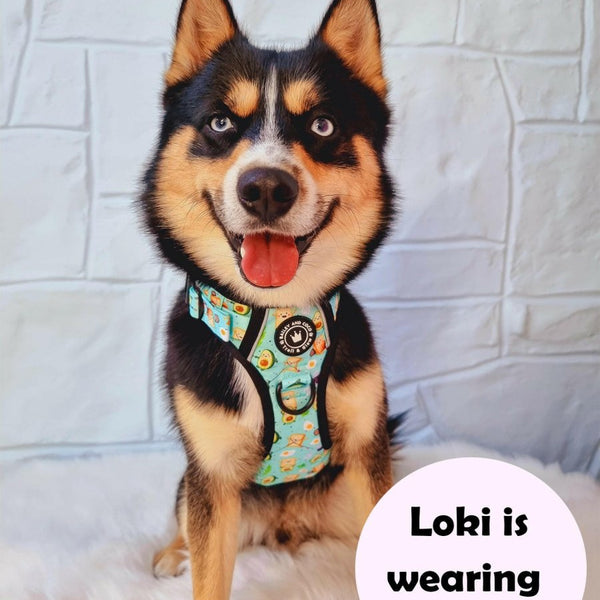 Trail & Glow® Dog Harness Bundle Set - All I Avo Wanted - alternate view