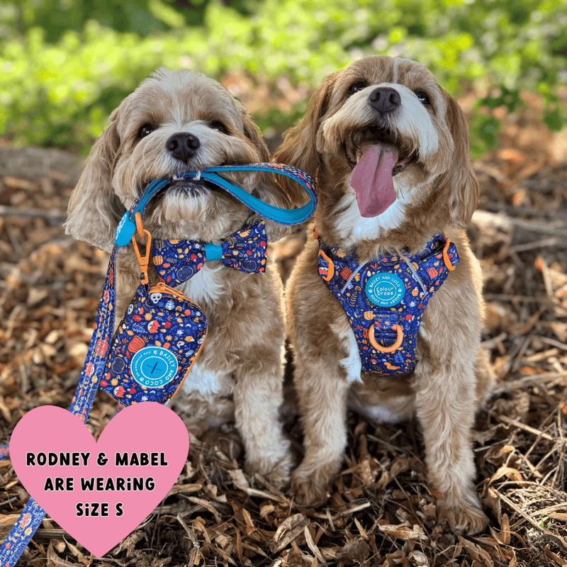 Trail & Glow® Dog Harness Bundle Set - COLOUR DROPS® - Bewitched - Bailey and Coco (UK)