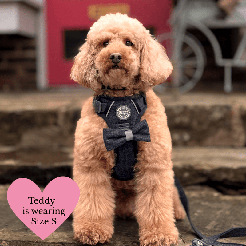 Trail & Glow - Dog Harness Bundle Set - Colour Drops - Charcoal Tweed - Bailey and Coco (UK)