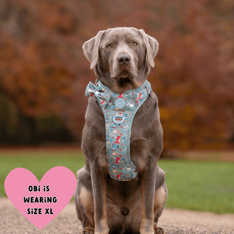 Trail & Glow Dog Harness Bundle Set - Colour Drops - Dino Party - Bailey and Coco (UK)