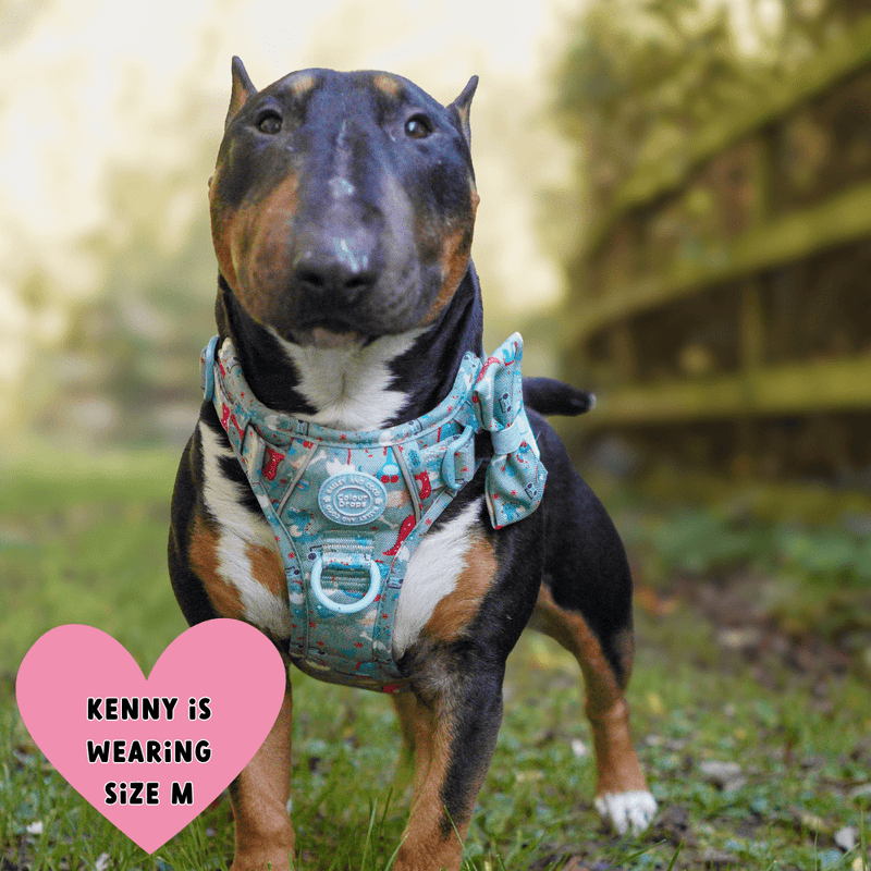 Trail & Glow Dog Harness Bundle Set - Colour Drops - Dino Party - Bailey and Coco (UK)