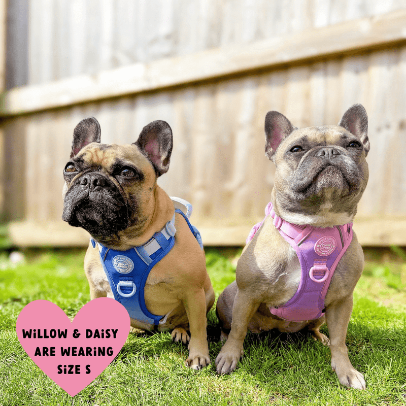 Trail & Glow® Dog Harness Bundle Set - COLOUR DROPS® - Head in the Clouds - Bailey and Coco (UK)