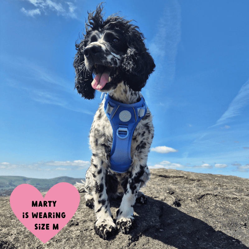 Trail & Glow® Dog Harness Bundle Set - COLOUR DROPS® - Head in the Clouds - Bailey and Coco (UK)