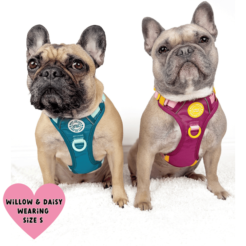 Trail & Glow® Dog Harness Bundle Set - COLOUR DROPS® - Ice Teal - Bailey and Coco (UK)