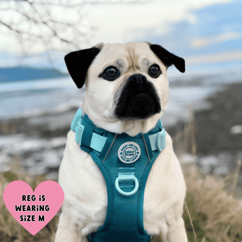 Trail & Glow® Dog Harness Bundle Set - COLOUR DROPS® - Ice Teal - Bailey and Coco (UK)