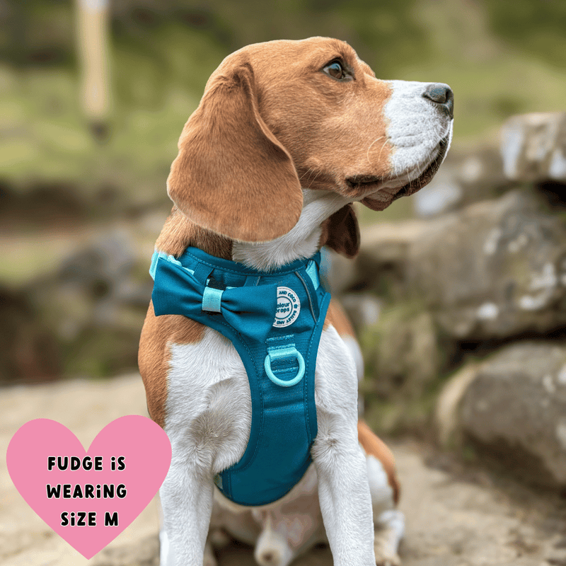 Trail & Glow® Dog Harness Bundle Set - COLOUR DROPS® - Ice Teal - Bailey and Coco (UK)
