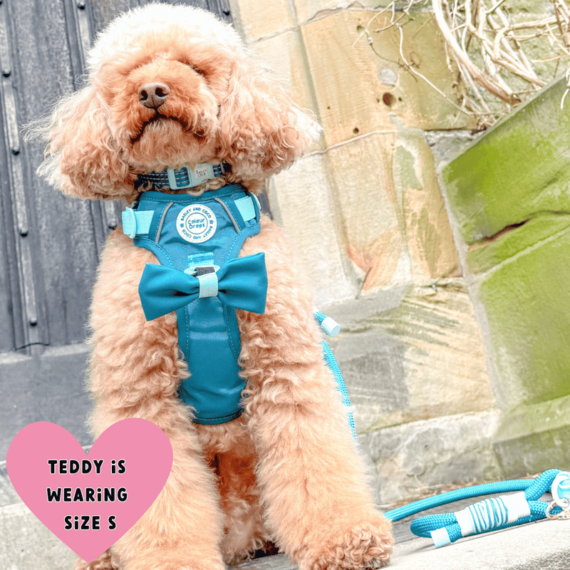 Trail & Glow® Dog Harness Bundle Set - COLOUR DROPS® - Ice Teal - Bailey and Coco (UK)